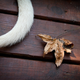 Illustration for article titled Shooting Challenge Fall Leaves Gallery 1